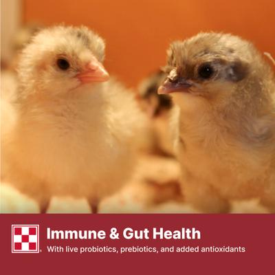 Show full view: Purina Start & Grow Medicated 18% Protein Crumbles Chick Food, 50-lb bag slide 7 of 10