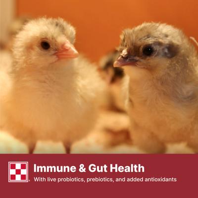 Show full view: Purina Start & Grow Medicated 18% Protein Crumbles Chick Food, 25-lb bag slide 7 of 10