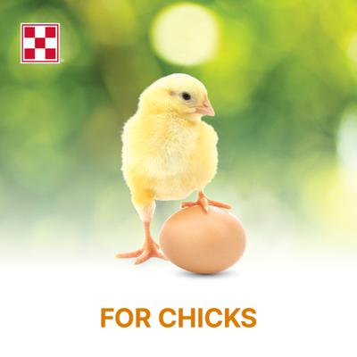 Show full view: Purina Start & Grow Non-Medicated 18% Protein Crumbles Chick Feed, 25-lb bag slide 5 of 10