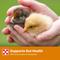Show in main carousel: Purina Start & Grow Non-Medicated 18% Protein Crumbles Chick Feed, 25-lb bag slide 7 of 10