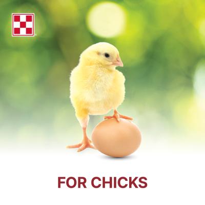 Show full view: Purina Start & Grow Medicated 18% Protein Crumbles Chick Food, 50-lb bag slide 5 of 10