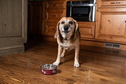 InClover Heart+ Powder Supplement for Dogs & Cats, 100-gm jar slide 2 of 8