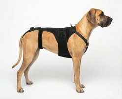 Labra IVDD, Spine Injury & Arthritis Dog Back Brace, XX-Large