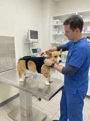 Labra IVDD, Spine Injury & Arthritis Dog Back Brace, Medium slide 2 of 5