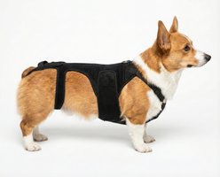 Labra IVDD, Spine Injury & Arthritis Dog Back Brace, Small