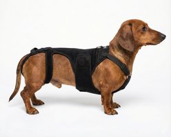 Labra IVDD, Spine Injury & Arthritis Dog Back Brace, X-Small