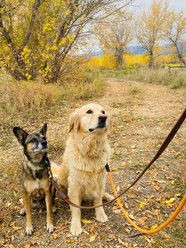 InClover DailyMulti Powder Supplement for Dogs & Cats, 100-gm jar slide 2 of 7