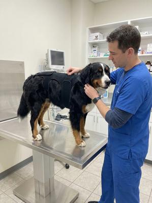 Show full view: Labra IVDD, Spine Injury & Arthritis Dog Back Brace, XX-Large slide 6 of 7