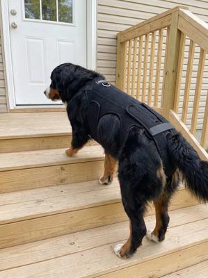 Show full view: Labra IVDD, Spine Injury & Arthritis Dog Back Brace, XX-Large slide 4 of 7