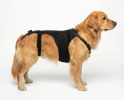 Labra IVDD, Spine Injury & Arthritis Dog Back Brace, Large