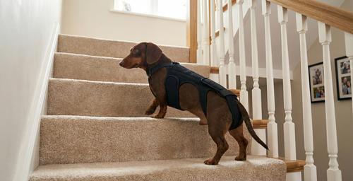 Show full view: Labra IVDD, Spine Injury & Arthritis Dog Back Brace, Small slide 4 of 7