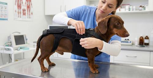 Show full view: Labra IVDD, Spine Injury & Arthritis Dog Back Brace, X-Small slide 6 of 7