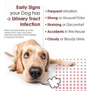 Pet Health Solutions Cranberry D-Mannose Urinary Tract Support Chews Supplement for Dogs, 120 count