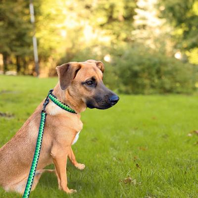 Show full view: Hamilton Nylon Weave Standard Dog Collar, Green, Small/Medium: 12 to 18-in neck, 5/8-in wide slide 6 of 6