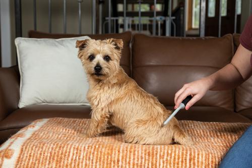 Show full view: InClover Skin + Coat Powder Supplement for Dogs & Cats, 100-gm jar slide 7 of 9