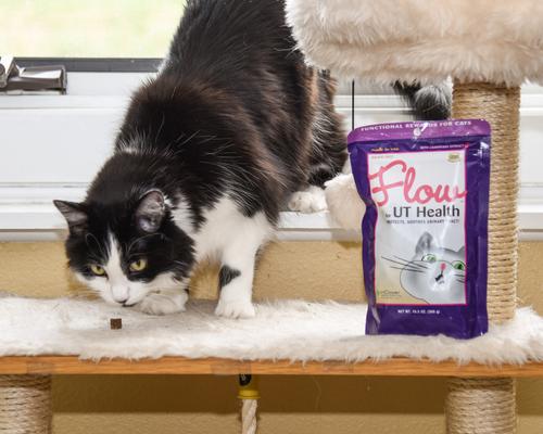 Show full view: InClover Flow UT Health Soft Chew Urinary Supplement with Cranberry Extract for Cats, 60-gm bag slide 4 of 7