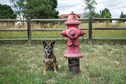 InClover Kidney Powder Supplement for Dogs & Cats, 100-gm jar slide 2 of 8