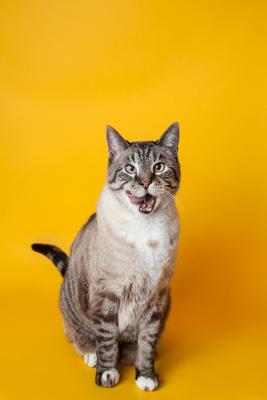 Show full view: InClover Kidney Powder Supplement for Dogs & Cats, 100-gm jar slide 9 of 10