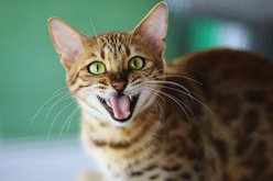 InClover Smile Dental Support Soft Chew Supplement for Cats, 60-gm bag slide 2 of 6