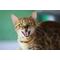 Show in main carousel: InClover Smile Dental Support Soft Chew Supplement for Cats, 60-gm bag slide 7 of 7
