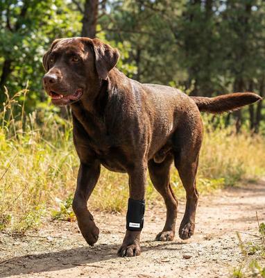 Show full view: Labra Front Leg Dog Wrap, Small/Medium slide 6 of 8