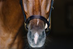 Camelot Leather Stable Horse Halter, Brown, Horse slide 2 of 6