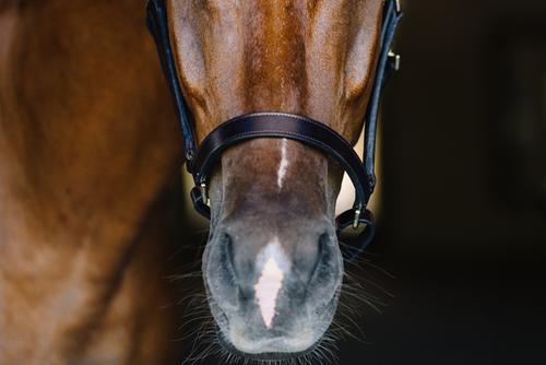 Show full view: Camelot Leather Stable Horse Halter, Brown, Pony slide 3 of 6