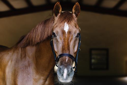 Show full view: Camelot Leather Stable Horse Halter, Brown, Pony slide 2 of 6