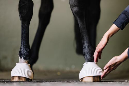 Show full view: Centaur ECO Thick Rib Horse Bell Boots, White, XX-Large slide 2 of 6