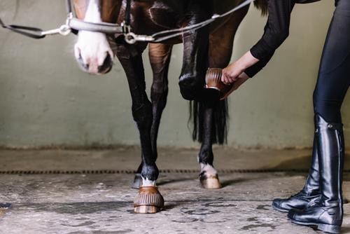 Show full view: Centaur ECO Thick Rib Horse Bell Boots, Transparent Gum, Medium slide 3 of 7