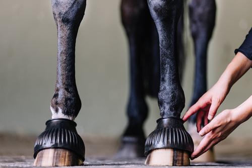 Show full view: Centaur ECO Thick Rib Horse Bell Boots, Black, X-Large slide 3 of 7