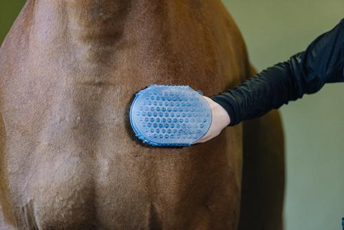Show full view: Equi-Essentials ECO Jelly Glitter Horse Scrubber, Blue slide 4 of 4