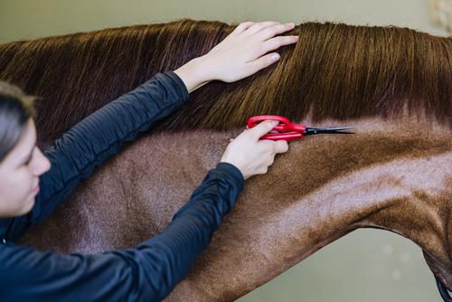 Show full view: Equi-Essentials Magic Horse Mane Scissors, Red slide 3 of 4