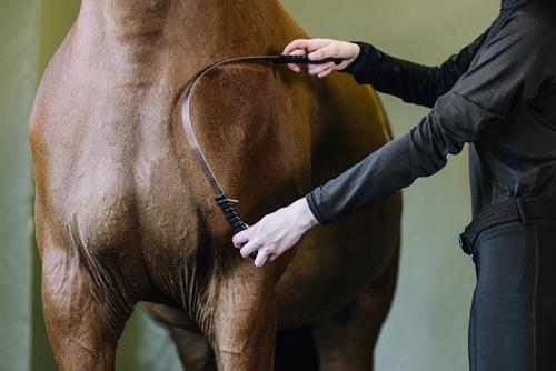 Show full view: Equi-Essentials Comfort-Grip Horse Shedding Blade, Black slide 5 of 6