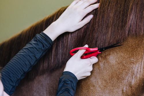 Show full view: Equi-Essentials Magic Horse Mane Scissors, Red slide 2 of 4