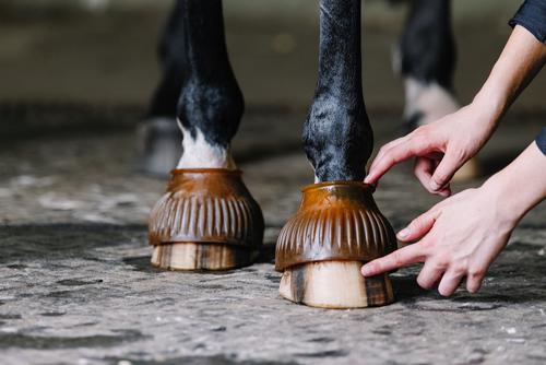Show full view: Centaur ECO Thick Rib Horse Bell Boots, Transparent Gum, Medium slide 2 of 7