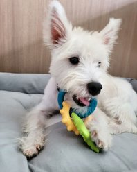 Nylabone Puppy Power Chew Teething Toy Rings Dogs Bacon Yellow, Small  slide 2 of 8