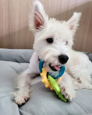 Show full view: Nylabone Teething Rings Puppy Chew Toy & Puppy Chow Healthy Start Salmon Flavor Training Dog Treats slide 3 of 10