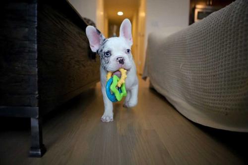 Show full view: Nylabone Puppy Power Chew Teething Toy Rings Dogs Bacon Yellow, Small  slide 6 of 13