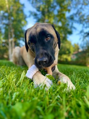 Show full view: Nylabone Strong Toasted Marshmallow Stick & Peanut Butter Flavor Tough Dog Chew Toy, Brown, Large/Giant slide 8 of 12