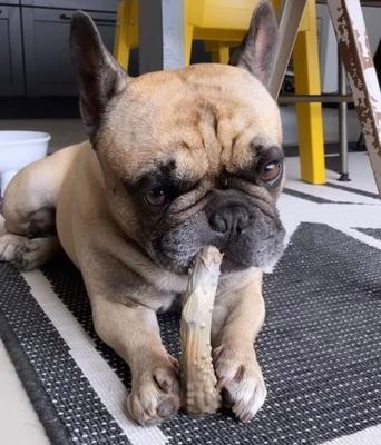 Show full view: Nylabone Antler Alternative Power Chew Dog Toy, Venison, Medium slide 3 of 13