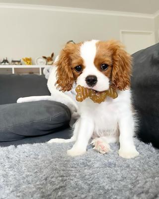 Show full view: Nylabone Just for Puppies Teething Chew Ring Flavor Medley & Chicken Dog Bone, X-Small, 2 count slide 3 of 13