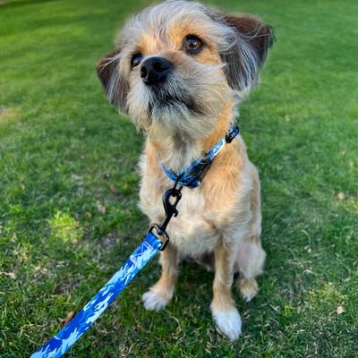 Show full view: Hamilton Go Boldly Camouflage Polyester Standard Dog Collar, Blue, Small/Medium: 12 to 18-in neck, 5/8-in wide slide 6 of 7