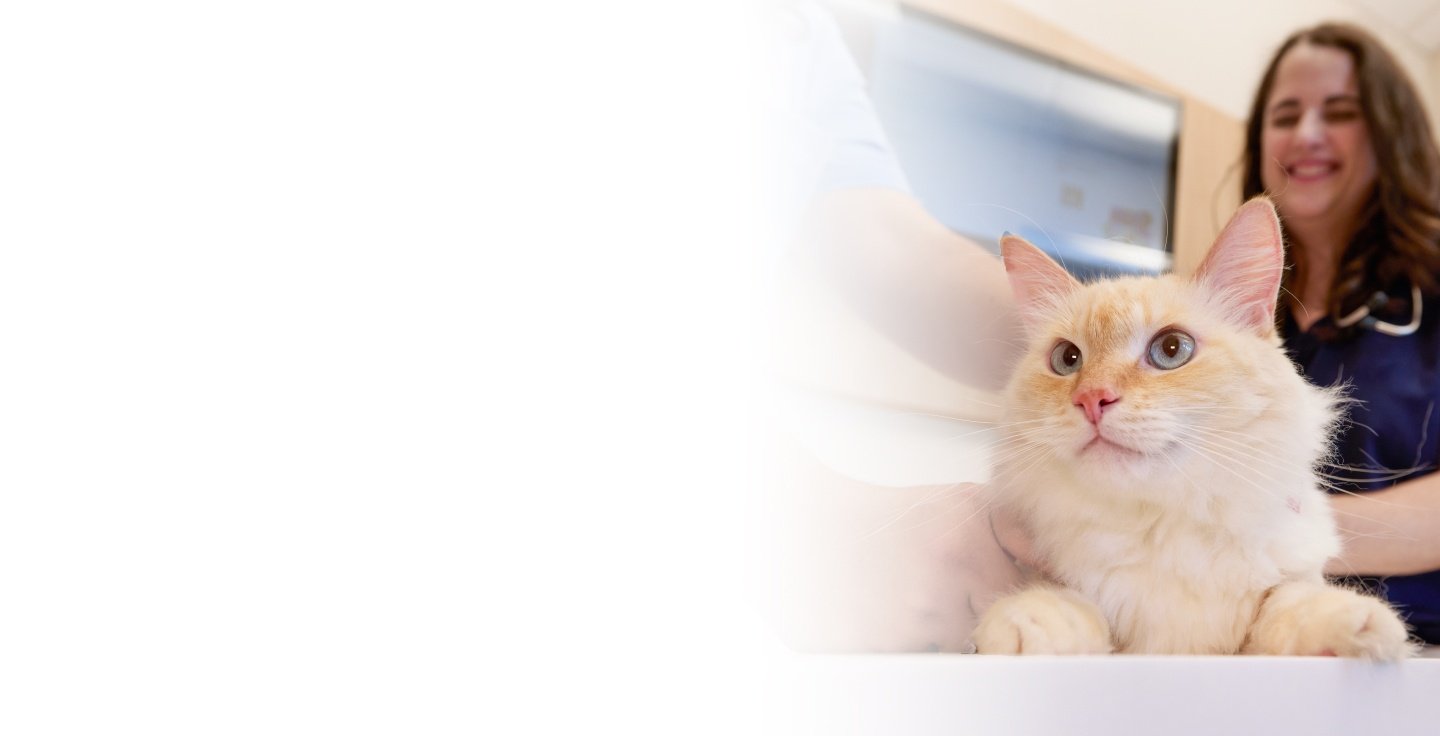 A veterinary professional playing with a cat