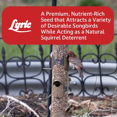 Show full view: Lyric Golden Safflower Seed Wild Bird Food, 12-lb bag slide 9 of 10