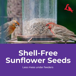 Lyric Sunflower Kernels Wild Bird Food, 5-lb bag