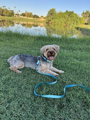 Show full view: Hamilton Eco Venture Recycled Ombre Adjustable Dog Leash, Sage, Small/Medium: 4 to 6-ft long, 5/8-in wide slide 7 of 7