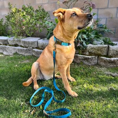 Show full view: Hamilton Eco Venture Recycled Ombre Adjustable Dog Leash, Sage, Small/Medium: 4 to 6-ft long, 5/8-in wide slide 6 of 7