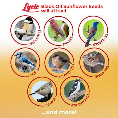 Show full view: Lyric Black Oil Sunflower Wild Bird Food, 25-lb bag slide 5 of 9