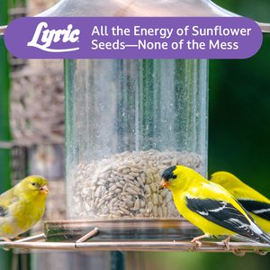 Lyric Sunflower Kernels Wild Bird Food, 5-lb bag